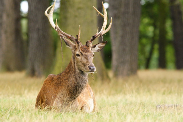 Pełni mandat radnego pomimo wyroku