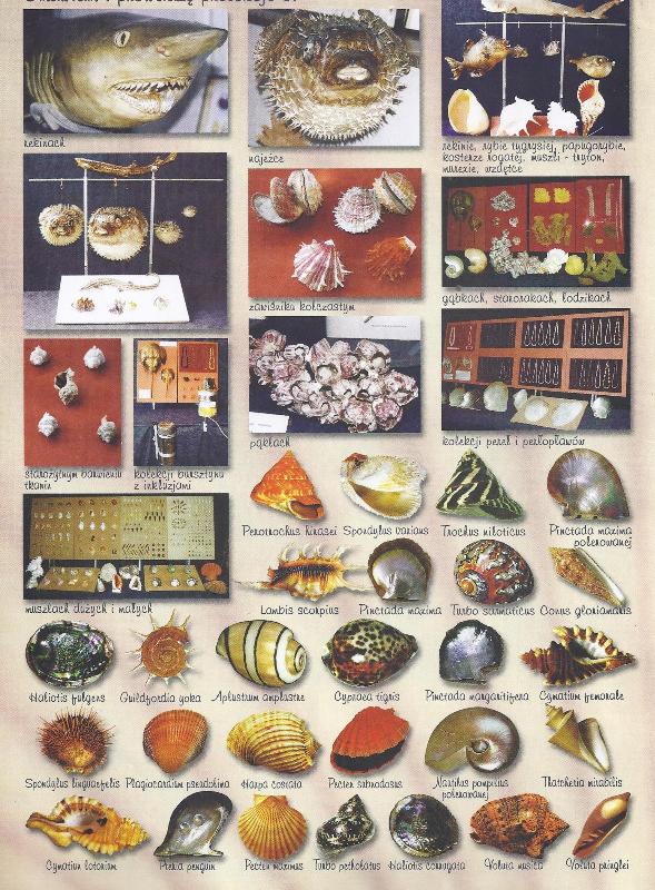 Morska wystawa w MDK