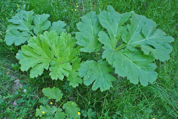 Barszcz Sosnowskiego / Źródło: Wikipedia; fot.: Kenraiz